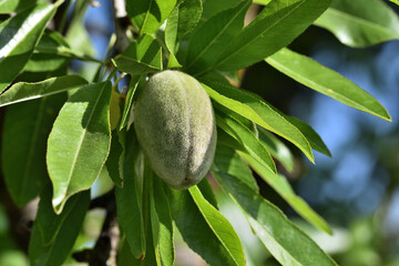 Green almond in the branch 