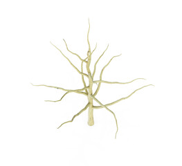 Realistic apple tree full of leaves isolated on a white. 3d render