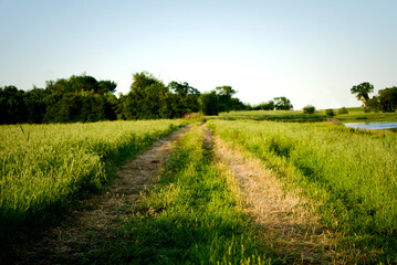 Tire trails cut through a Ranch grass field in North Texas. - obrazy, fototapety, plakaty