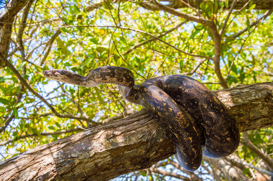 boa, enroscada en troco de arbol 