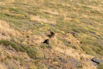 group of mountain goats in Sierra Nevada