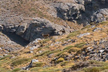group of mountain goats in Sierra Nevada
