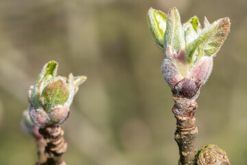 Macro shot of an apple branch where the buds are at the green cluster growth stage