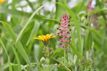 Spring background with details of small wild flowers growing among the grass in the field