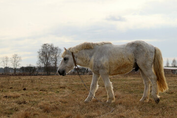 Obraz na płótnie Canvas White horse in the field in the pasture