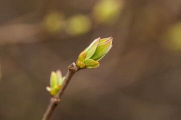 First spring green buds on branch of tree. Shallow depth of field