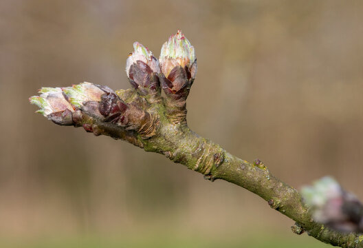 Macro shot of  apple buds at the budburst growth stage
