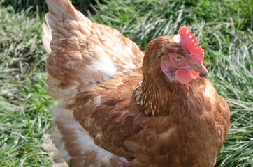Ein Huhn auf einer Wiese
