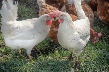 Zwei weisse Hühner auf einer Wiese 