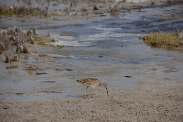 Long-billed Curlew foraging for crabs