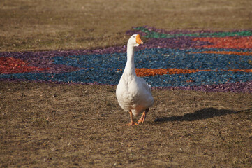 white goose on a meadow