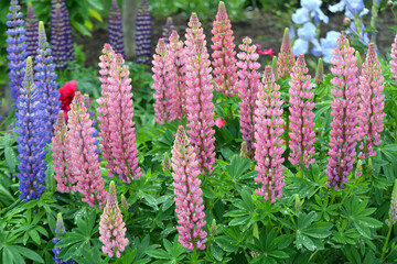 Lupine blooms in the spring garden