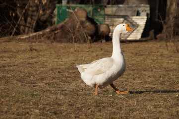 white goose on the grass