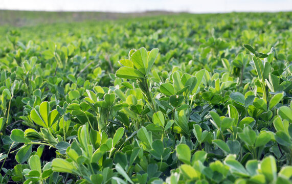 Alfalfa Field Images – Browse 7,201 Stock Photos, Vectors, and Video |  Adobe Stock