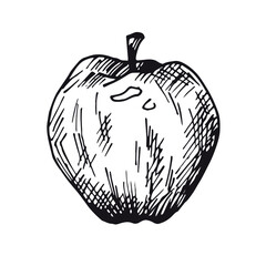 vector hand-drawn apple. sticker, doodle, sketch, outline, hatching, engraving. isolated on a white background. fresh eco fruit. black and white drawing