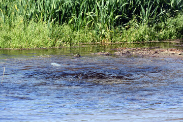 Fototapeta premium Pond with small waves near the green area