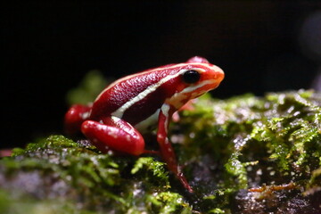 closeup to a small colourful santa isabel dart frog on the timber