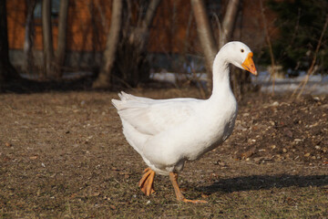 goose on the grass