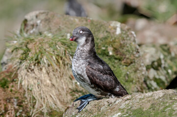 Least Auklet (Aethia pusilla) at colony in St. George Island, Pribilof Islands, Alaska, USA