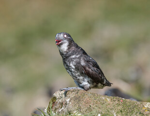 Least Auklet (Aethia pusilla) at colony in St. George Island, Pribilof Islands, Alaska, USA
