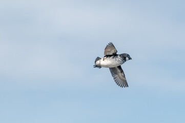 Least Auklet (Aethia pusilla) at colony in St. George Island, Pribilof Islands, Alaska, USA