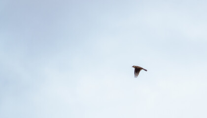 Golden Plover Pluvialis dominica on salisbury plain in March 