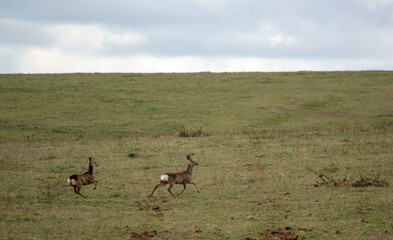 Naklejka premium tow wild Roe Deer on Salisbury Plain, North Wessex Downs AONB