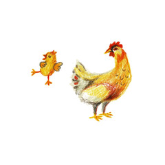 I illustration of chicken and chicken isolated on a white background.