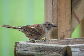 a dunnet dines out on a wooden bird table