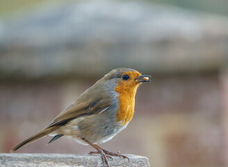 close up of a robin red breast on a wooden bird feeder table