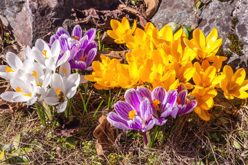 Crocus flowers full opening. White  yellow violet blooming.  Primroses in the garden. Natural  beautiful spring background.