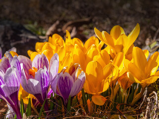 Crocus flowers full opening.  yellow violet blooming.  Primroses in the garden. Natural  beautiful spring background.