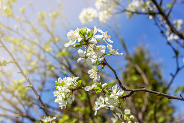 White plum tree flowers. Spring blooming branches in garden. Nature background