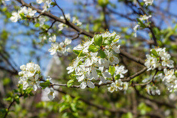 White plum tree flowers. Spring blooming branches in garden. Nature background