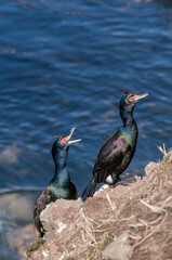 Red-faced Cormorants (Phalacrocorax urile) at St. George Island, Alaska, USA