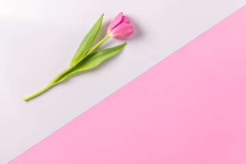 Pink tulips on the white pink background.  Flat lay, top view, copy space for text.
