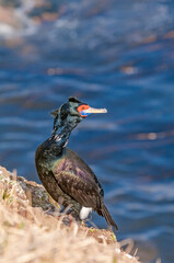 Red-faced Cormorant (Phalacrocorax urile) at St. George Island, Alaska, USA