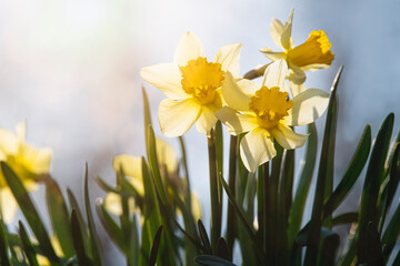 Daffodils in the early morning sun