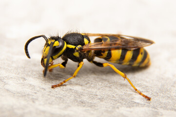 insecte