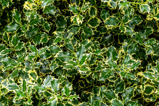 Autumn Foliage of an Ornamental Holly Tree. Christmas holly ilex aquifolium. Graceful border leaves as background for New Year concept. Selective focus. Patterned leaves, Nature concept for design
