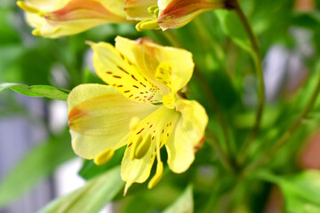 Beautiful yellow alstroemeria flowers or Lily of the Incas with green leaves and blurred background