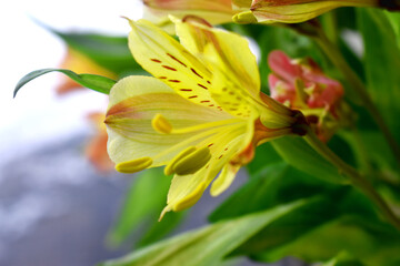 Beautiful yellow alstroemeria flowers or Lily of the Incas with green leaves and blurred background