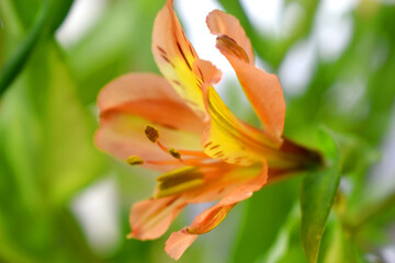 Beautiful peach colour of alstroemeria flowers with green leaves and blurred background.( Lily of the Incas)