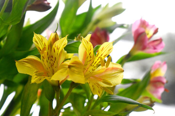 Beautiful yellow alstroemeria flowers or Lily of the Incas with green leaves and blurred background