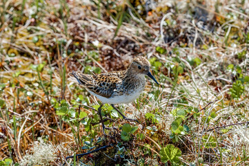 Little Stint (Calidris minuta) in Barents Sea coastal area, Russia