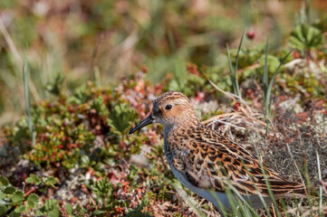 Little Stint (Calidris minuta) in Barents Sea coastal area, Russia