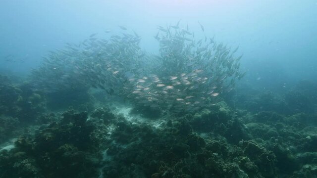 Bait ball, school of fish in murky water of coral reef in Caribbean Sea, Curacao