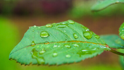 Folha verde com gotas de chuva