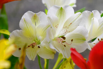 Beautiful white alstroemeria flowers or Lily of the Incas on blurred background