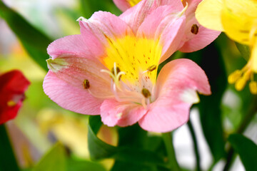Beautiful pink alstroemeria flower or Lily of the Incas with green leaves and blurred background